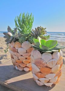 Seashell Pots