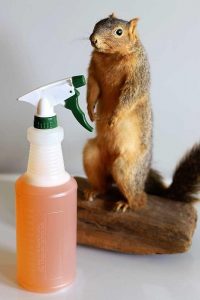 Squirrel repellent
