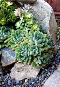 Succulents and Rocks Combination