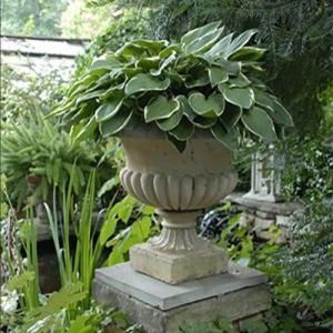 The ideal Container Gardening Plant