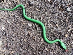 Toy Snakes and Plastic Predators