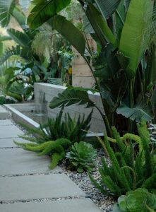 Tropical Plants with Gravel