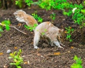 Use mulch to keep squirrels away