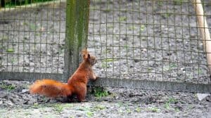 Use of a barrier for Squirrels