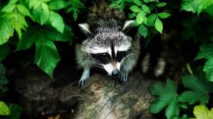 Ways to Remove Raccoons from your Garden