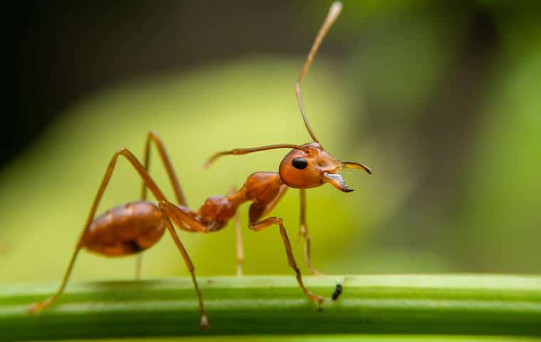 fire ant