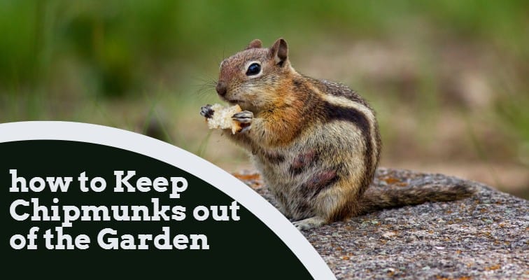 how to Keep Chipmunks out of the Garden