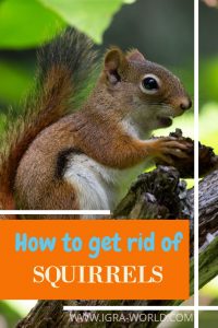 how to get rid of squirrels