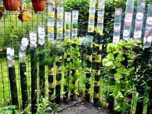 water your plastic bottle garden
