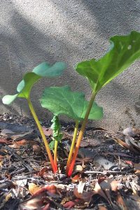 Care for Rhubarb