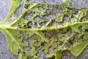 Common Pests and Diseases