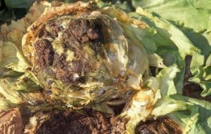 Common Romaine Lettuce Pest and Diseases
