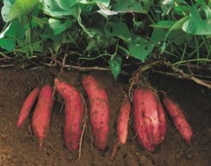 Common Sweet Potatoes’ Pests or Diseases to Look Out For