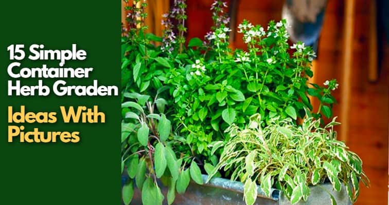 Container Herb Garden Ideas