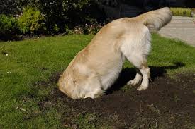 Dogs love to dig