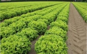 How to Grow Romaine Lettuce and Care for Them