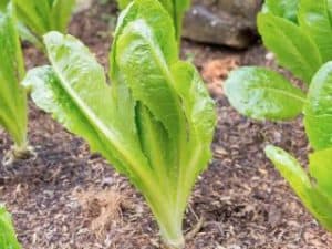 How to Grow the Romaine Lettuce