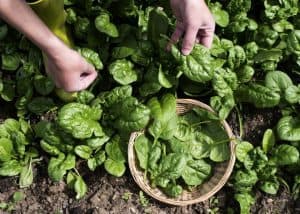  How to Harvest Spinach