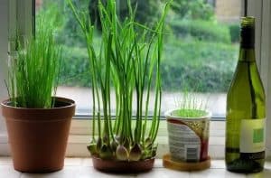 How to Take Care of Your Indoor Garlic