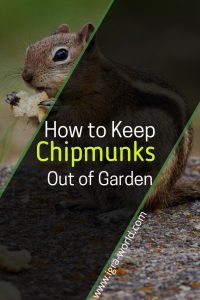 How to keep chipmunks out of the garden