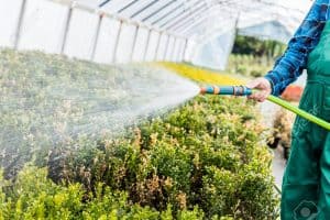 Maintaining Your Greenhouse Vegetable Garden