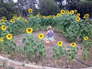 Meditation Zone Sunflower