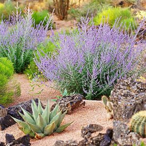 Rocks And Desert Friendly Plants