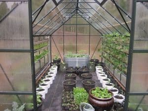 Sowing Seed Indoors