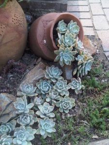 Spilled Succulents Pot