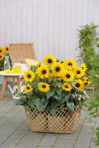 the Sunflower Basket