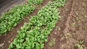 Tips When Growing Spinach