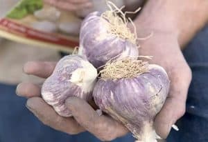 When to Plant Garlic