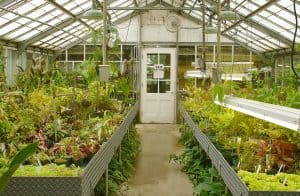Where to Establish Your Greenhouse Vegetable Garden