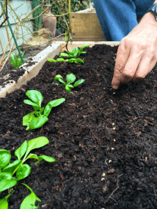  growing spinach