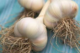 How to grow Indoor Garlic