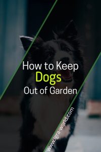 how to keep dogs out of garden