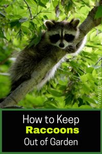 how to keep raccoons out of garden