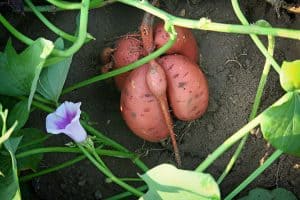 types of sweet potatoes
