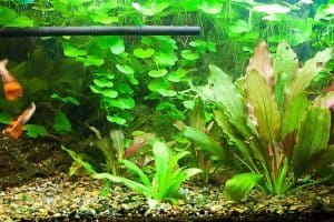Amazon Sword aquarium plant