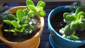 Baby Jade Plant
