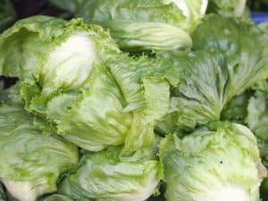 types of lettuce plant