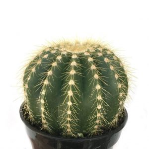 types of cactus