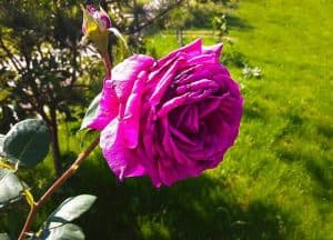 Best Time to Plant Rose Cuttings
