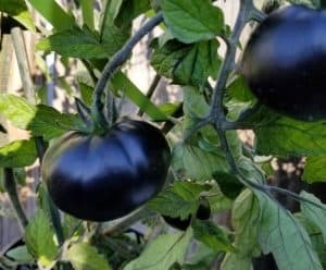 Black Beauty tomato