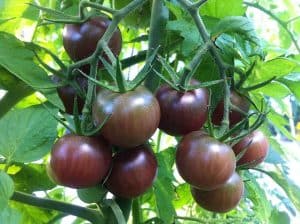 Black Cherry Tomato
