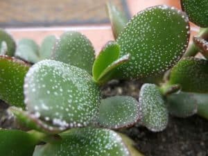 Caring for various types of Jade Plants