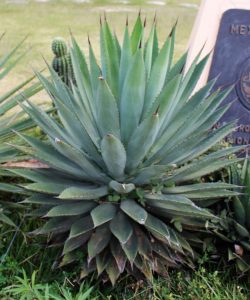 Cabbage Head Agave