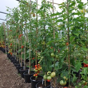 Categories of Tomato Plants