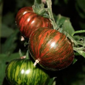 Chocolate Stripes tomato plant