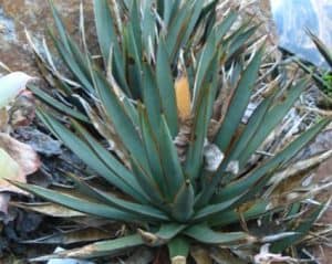 Domestic Agave desert plant